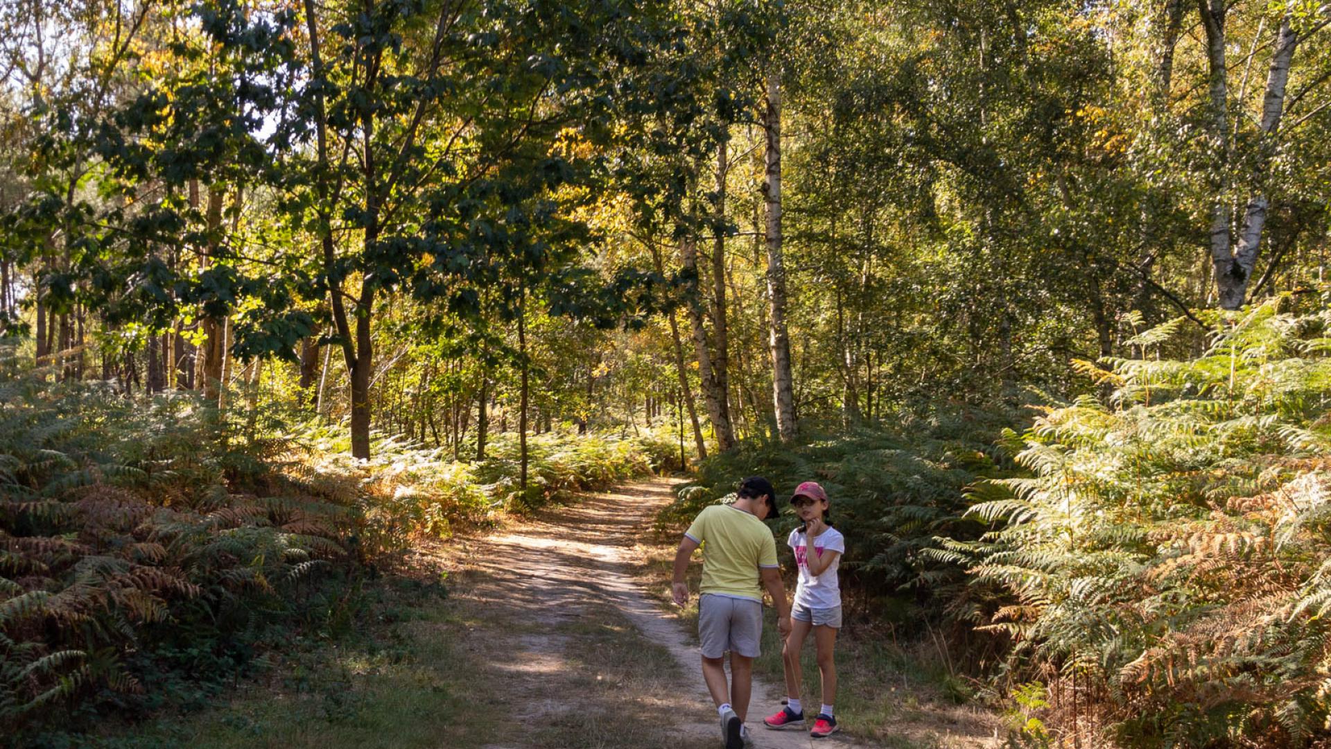 promenons-nous dans les bois...